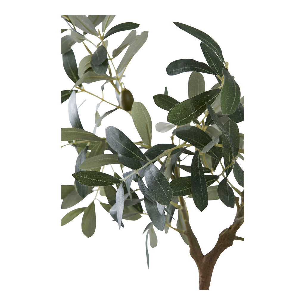 Olive Tree