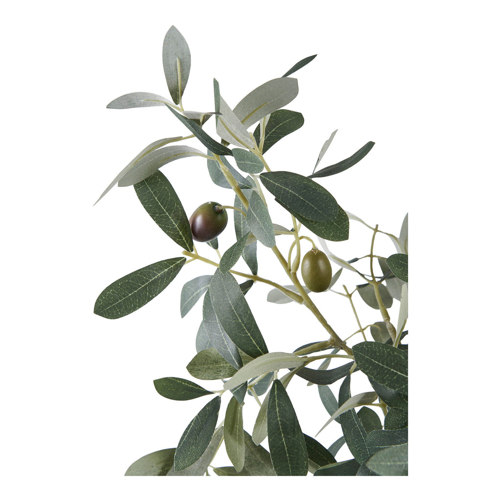 Olive Tree