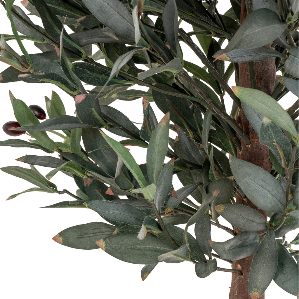 Olive Tree