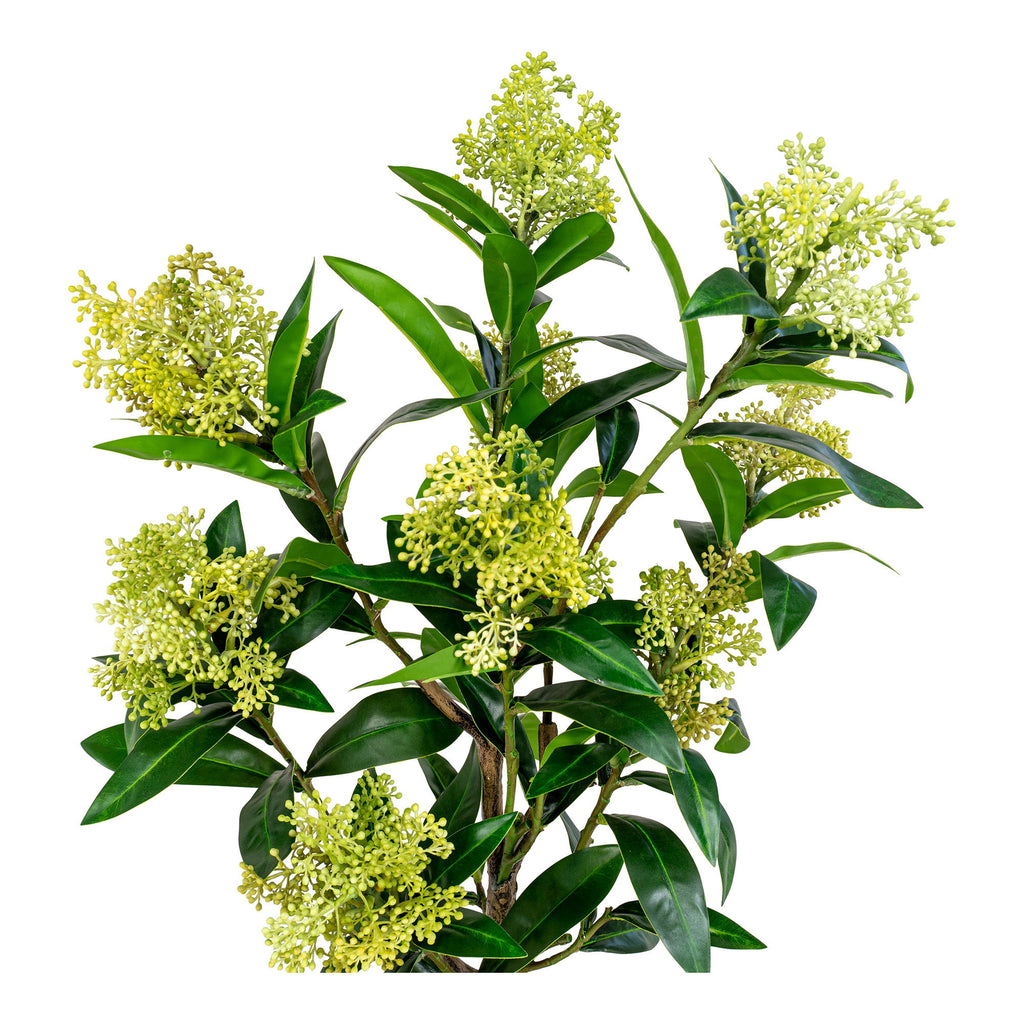 Skimmia Tree