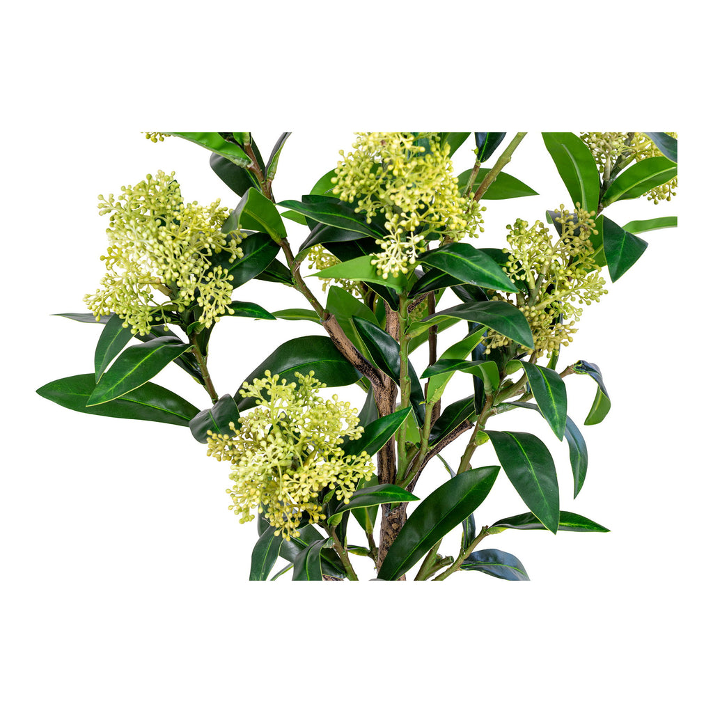 Skimmia Tree