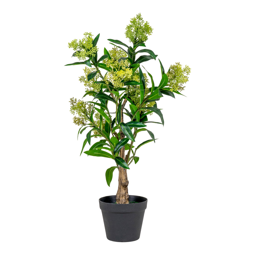 Skimmia Tree