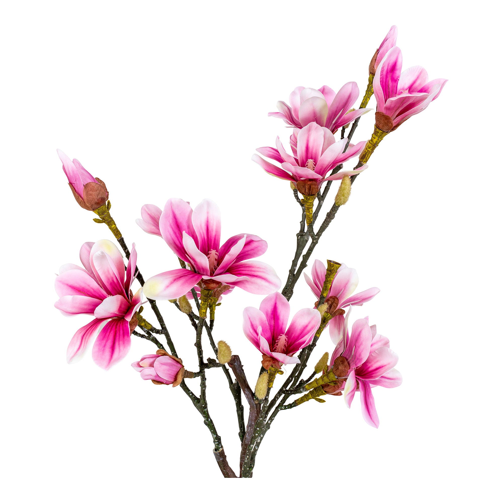 Magnolia Tree
